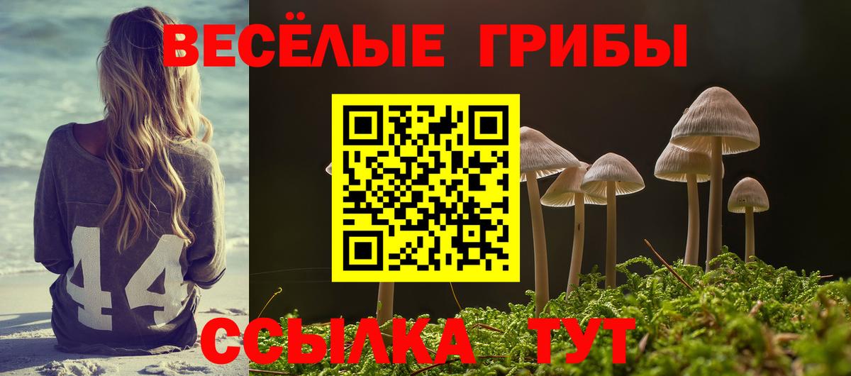 Галлюциногенные грибы Psilocybe Миасс