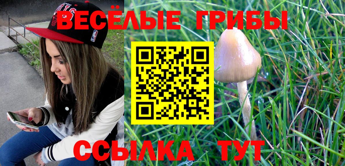 цены   Миасс  Псилоцибиновые грибы Psilocybe 